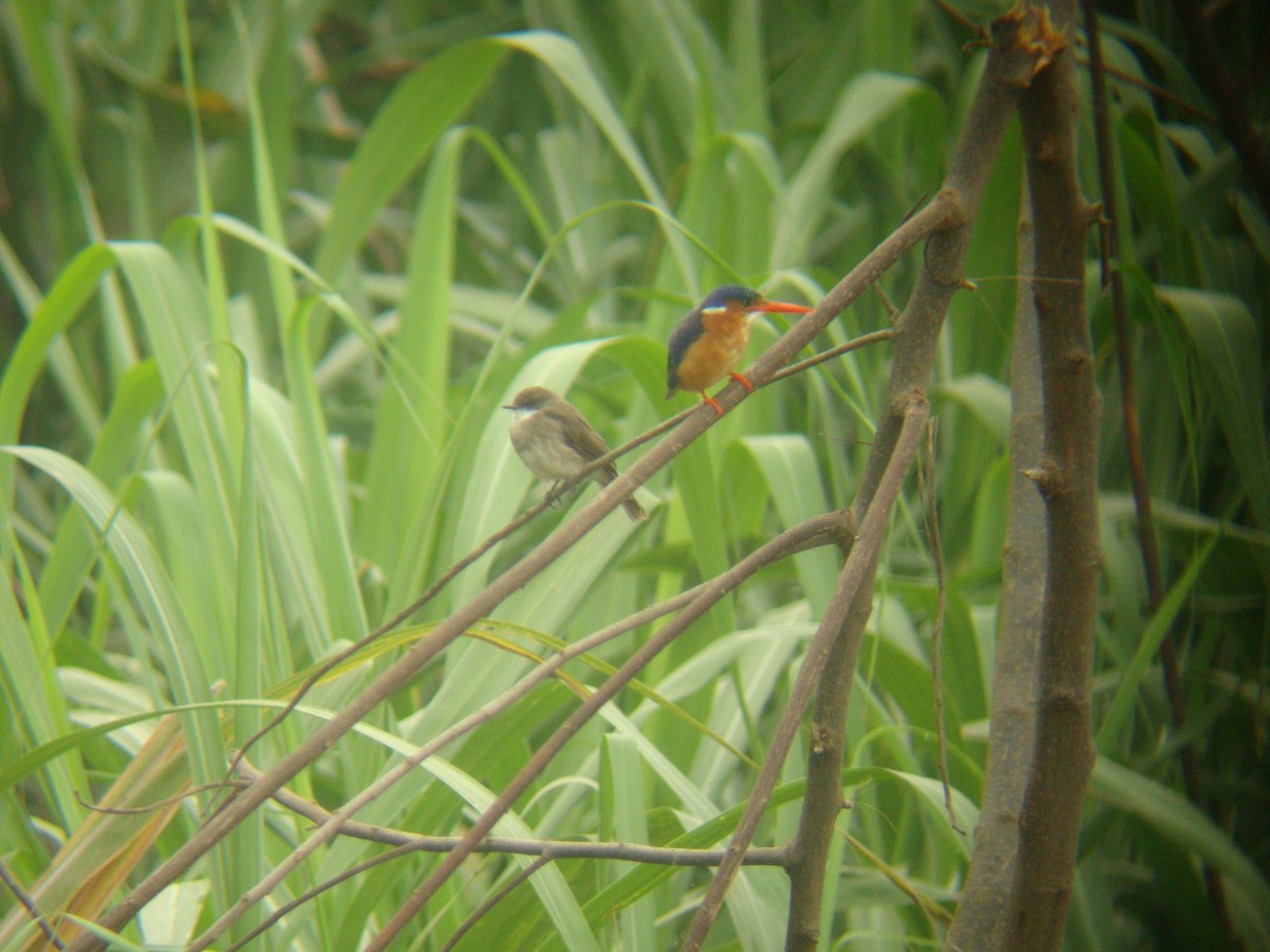 Malachite Kingfisher - Pacifique Nshimiyimana