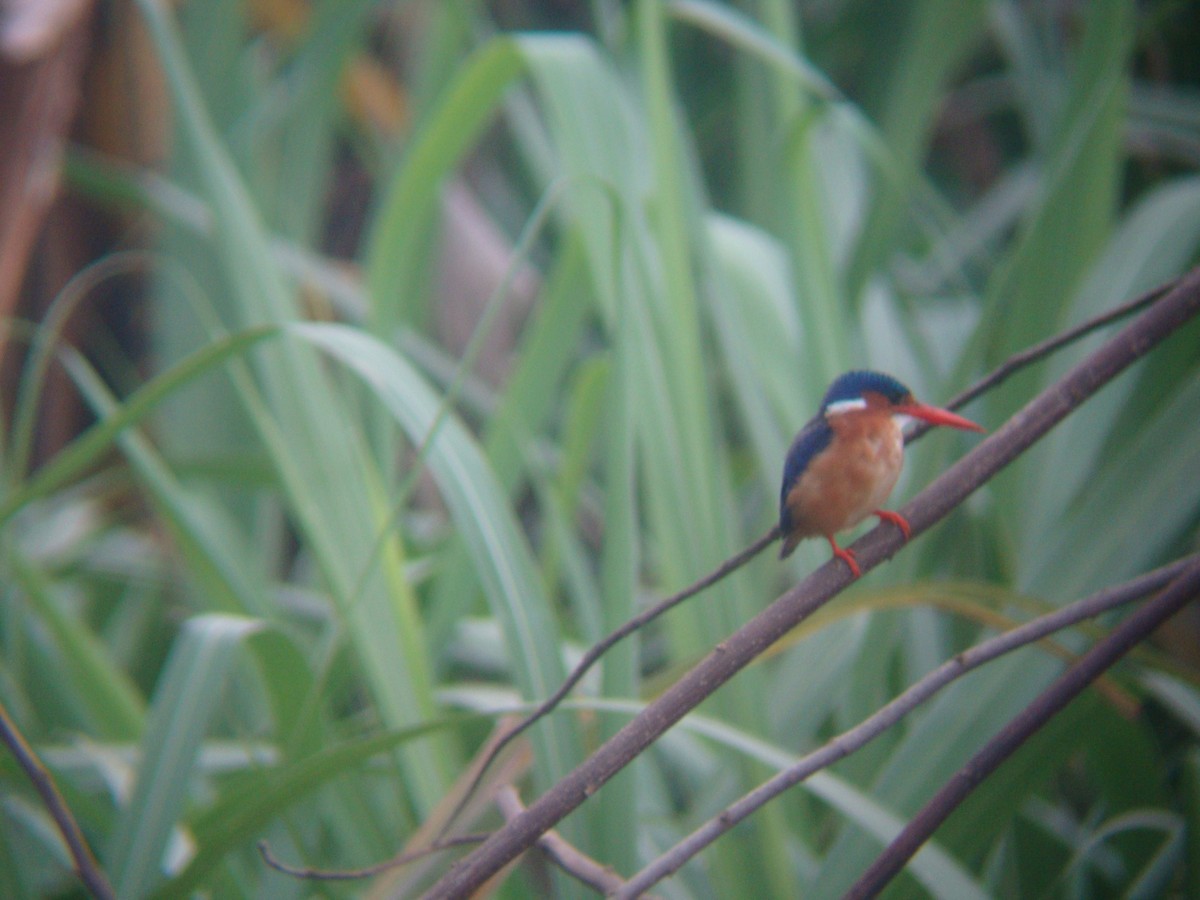 Malachite Kingfisher - Pacifique Nshimiyimana