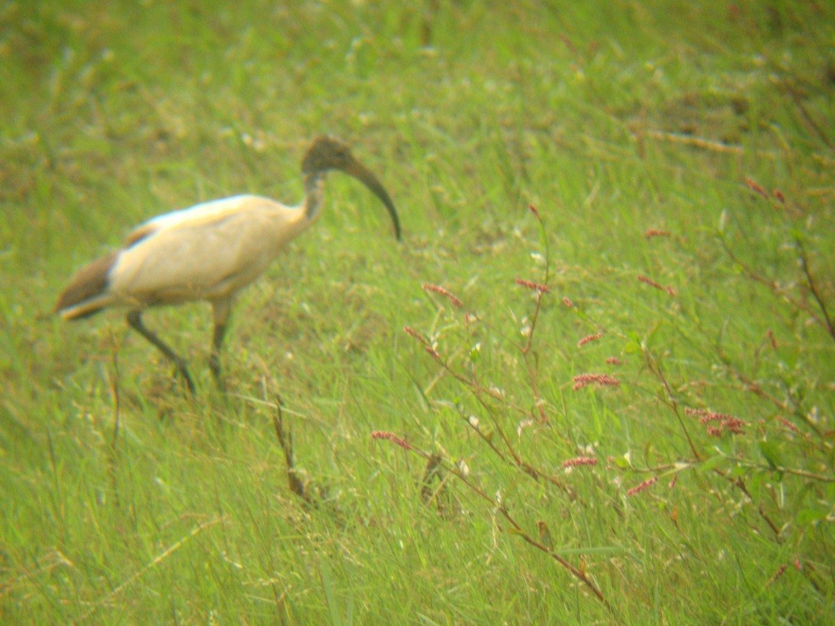 African Sacred Ibis - ML256678241