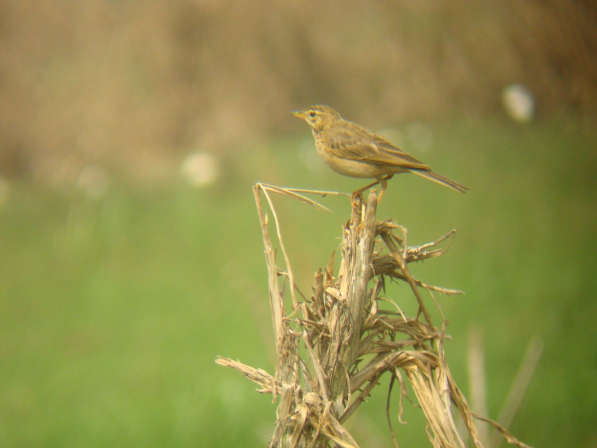 African Pipit - Pacifique Nshimiyimana