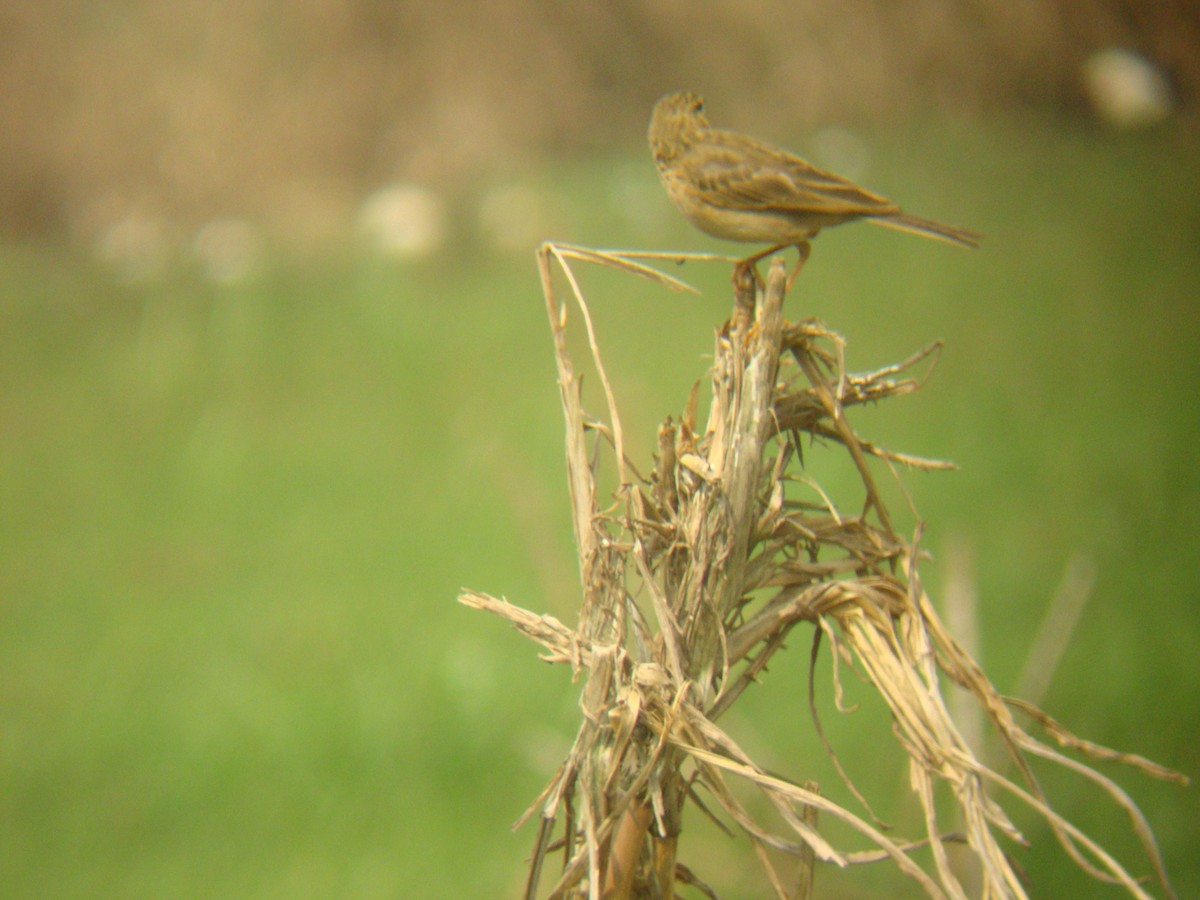 African Pipit - Pacifique Nshimiyimana