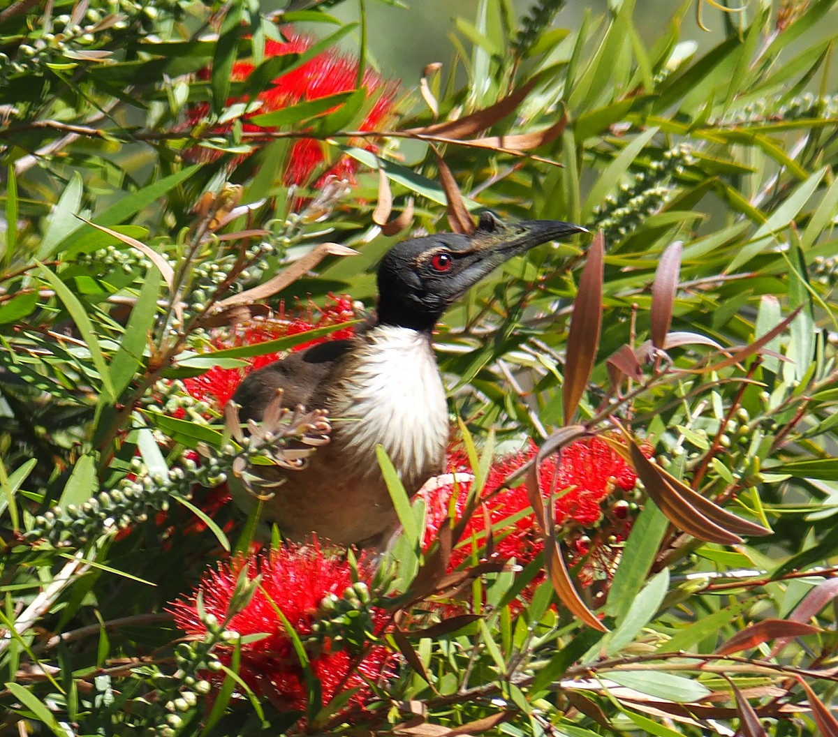 Noisy Friarbird - ML256678961