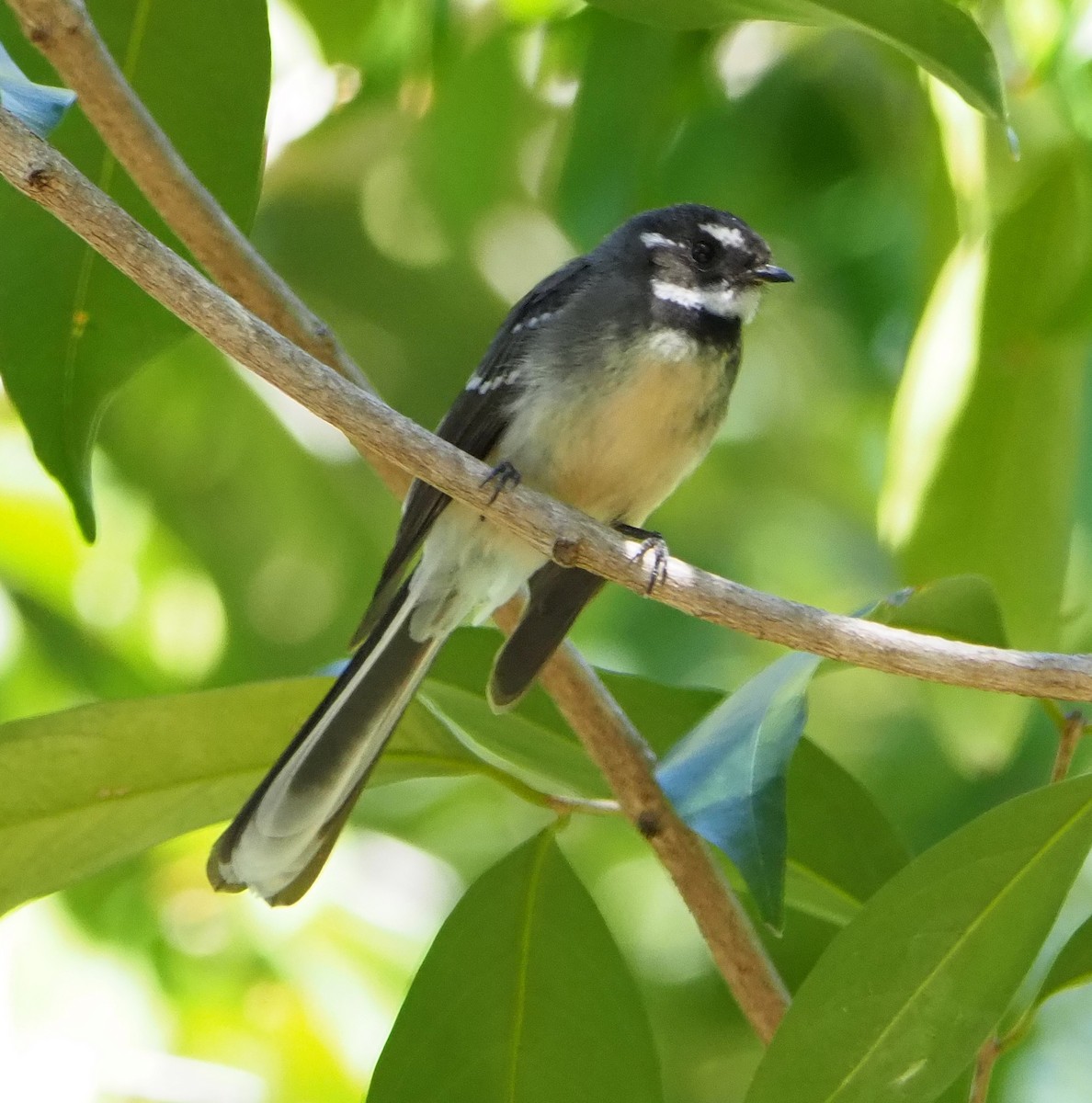 Gray Fantail - Sue Lee