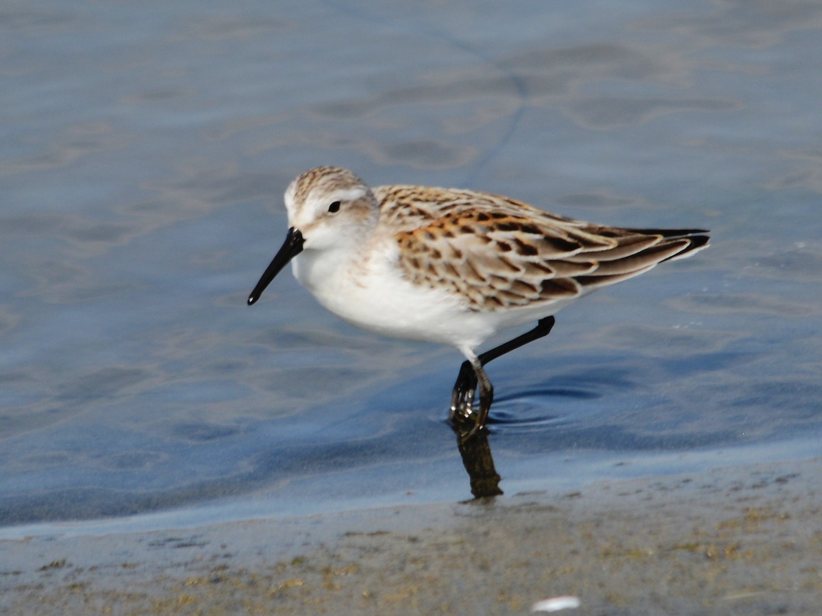 Western Sandpiper - James Chapman