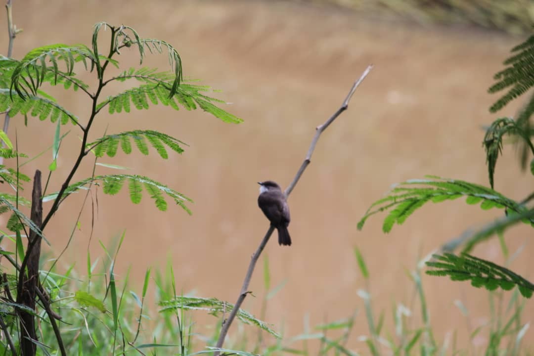 Swamp Flycatcher - Pacifique Nshimiyimana