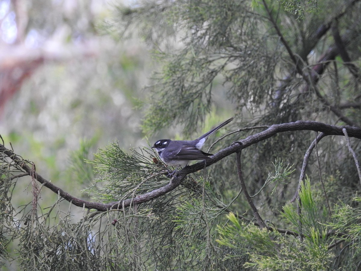 Gray Fantail - George Vaughan