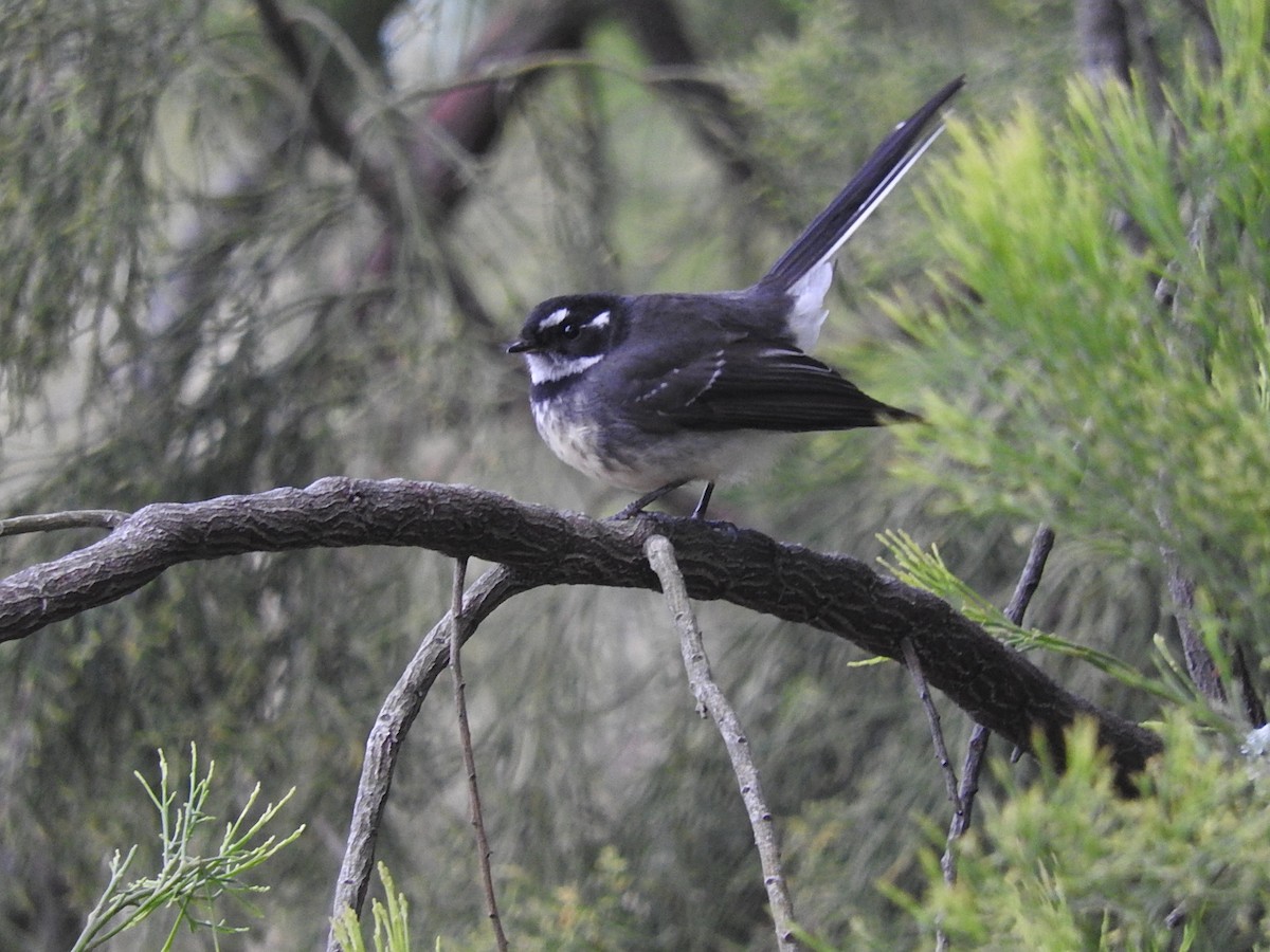 Gray Fantail - George Vaughan