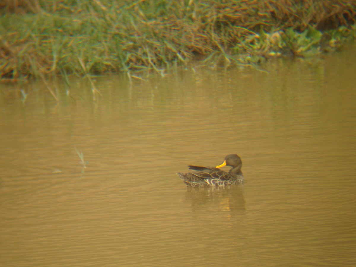 Canard à bec jaune - ML256679931