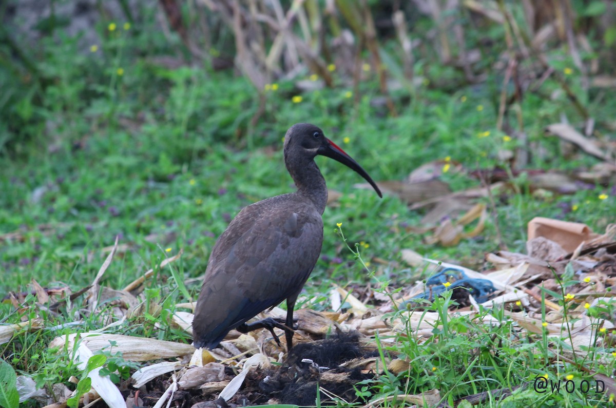 Hadada Ibis - Pacifique Nshimiyimana