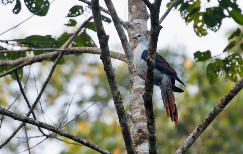 Great Cuckoo-Dove - Peter Ericsson