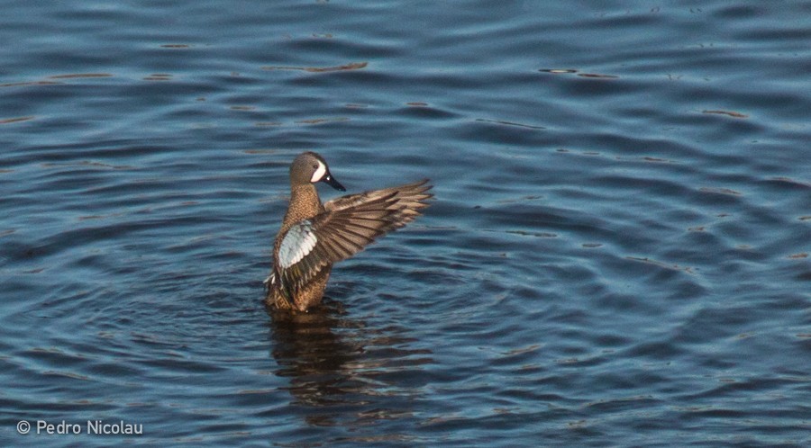 Blue-winged Teal - Pedro Nicolau