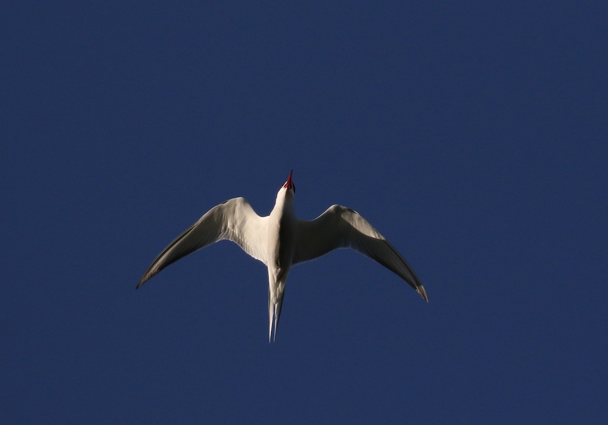 Common Tern - Jay McGowan