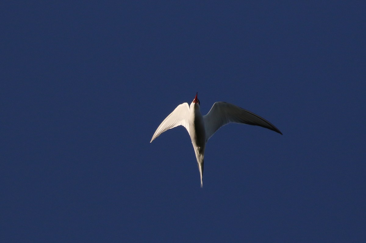 Common Tern - Jay McGowan