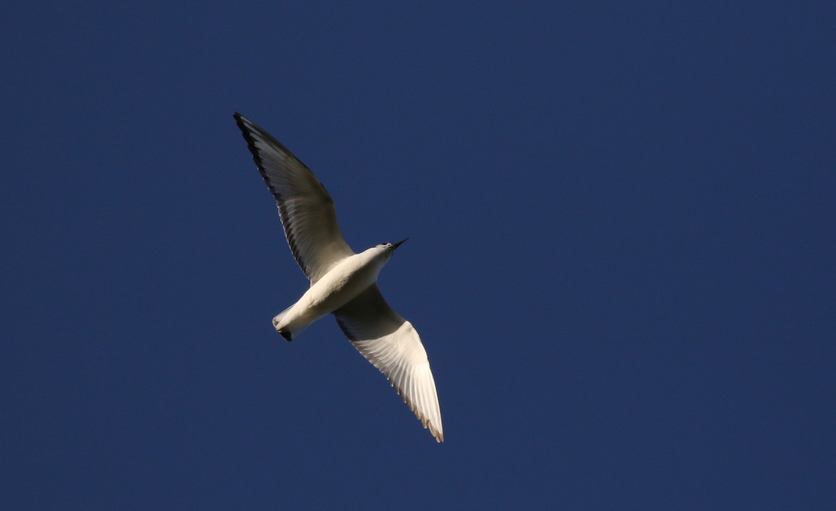 Bonaparte's Gull - Jay McGowan