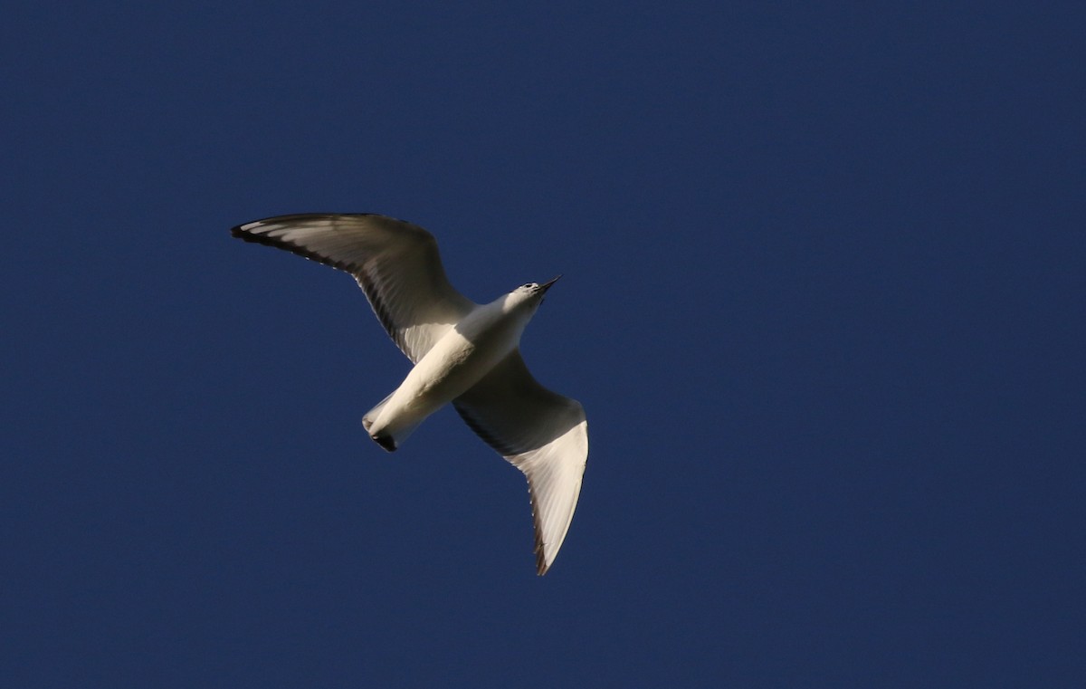 Bonaparte's Gull - ML256682861