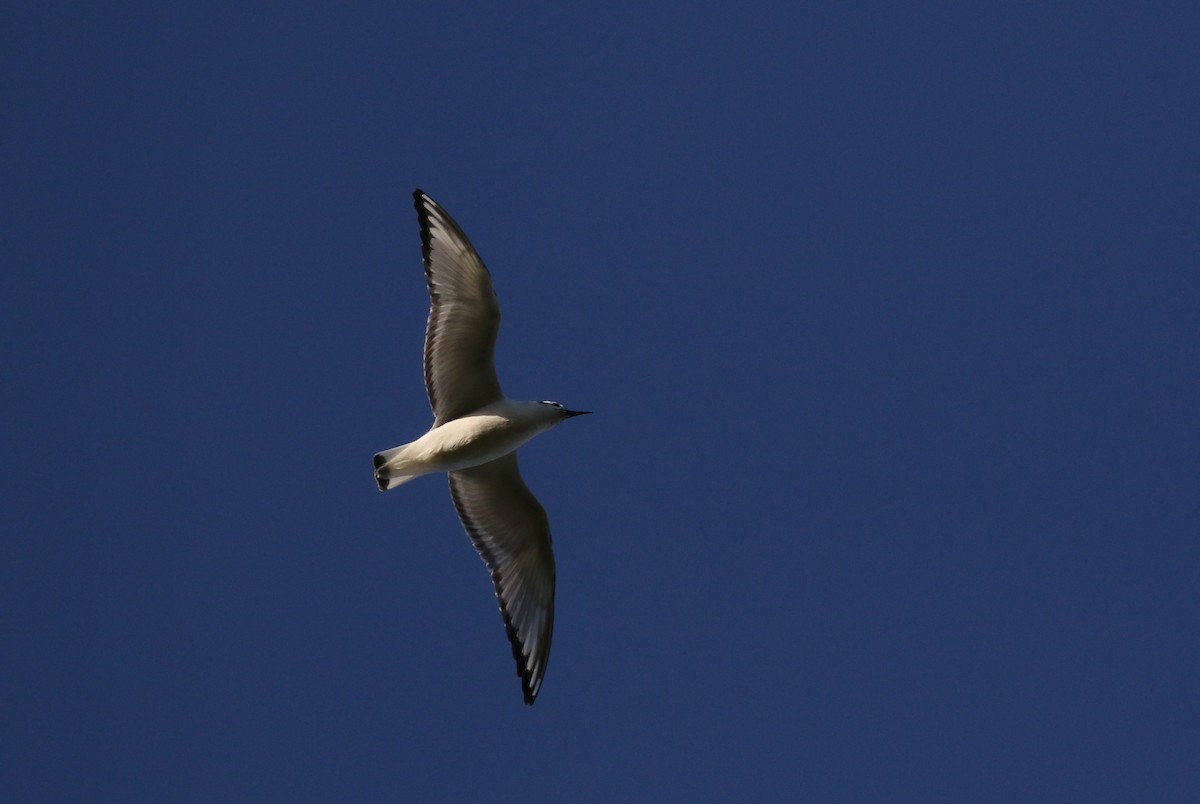 Bonaparte's Gull - ML256682871