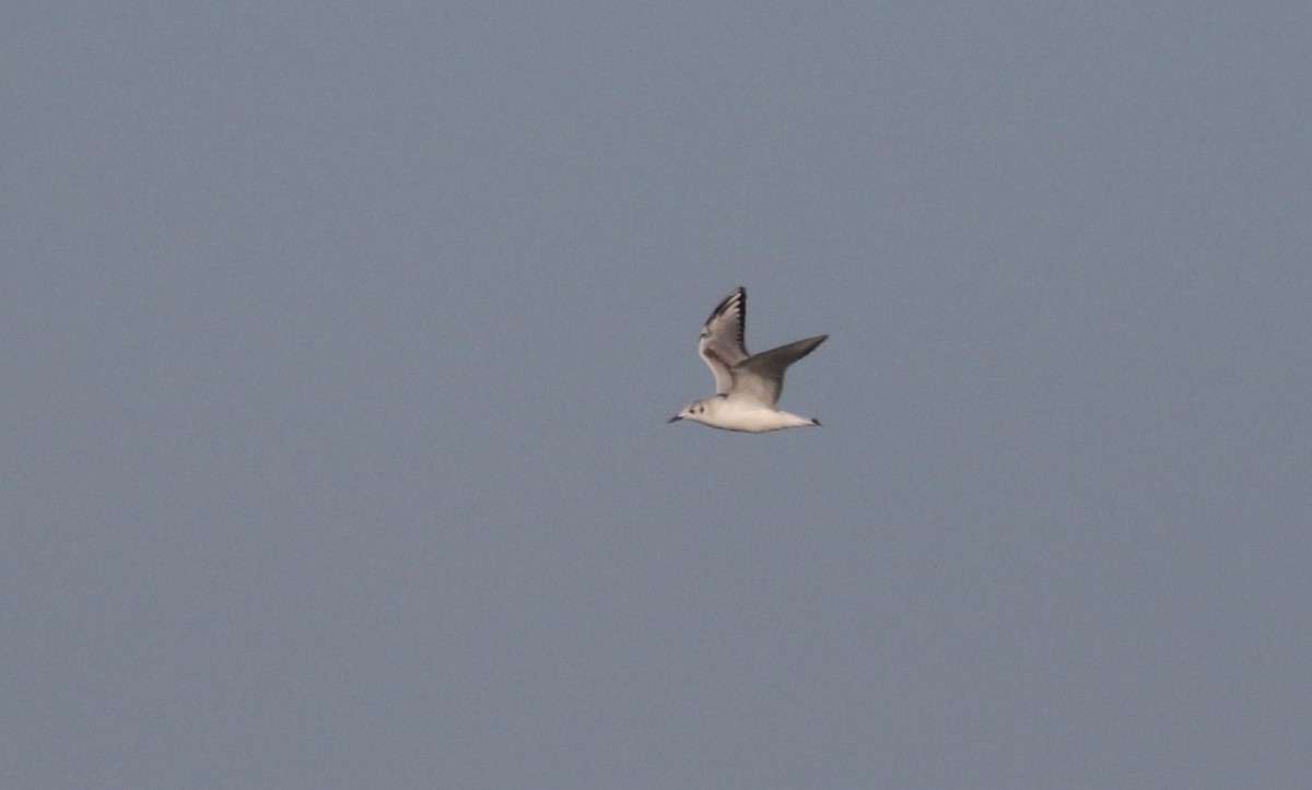 Bonaparte's Gull - Jay McGowan