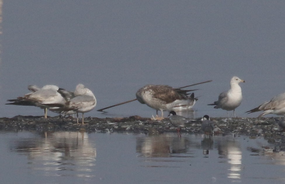 Lesser Black-backed Gull - ML256683241