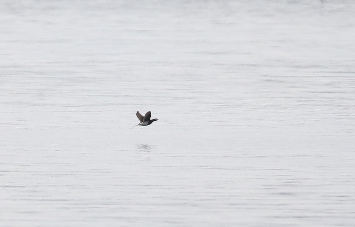 Long-tailed Duck - ML256683581
