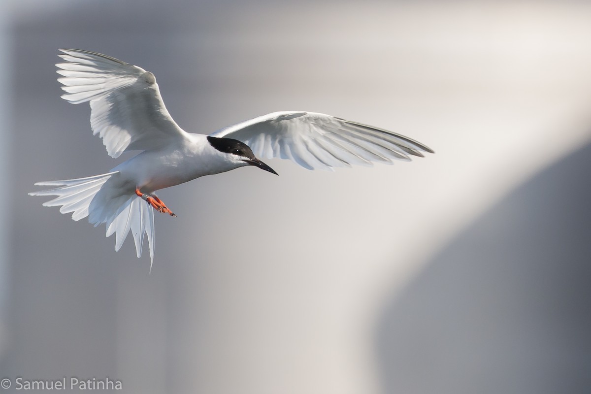Roseate Tern - Samuel Patinha