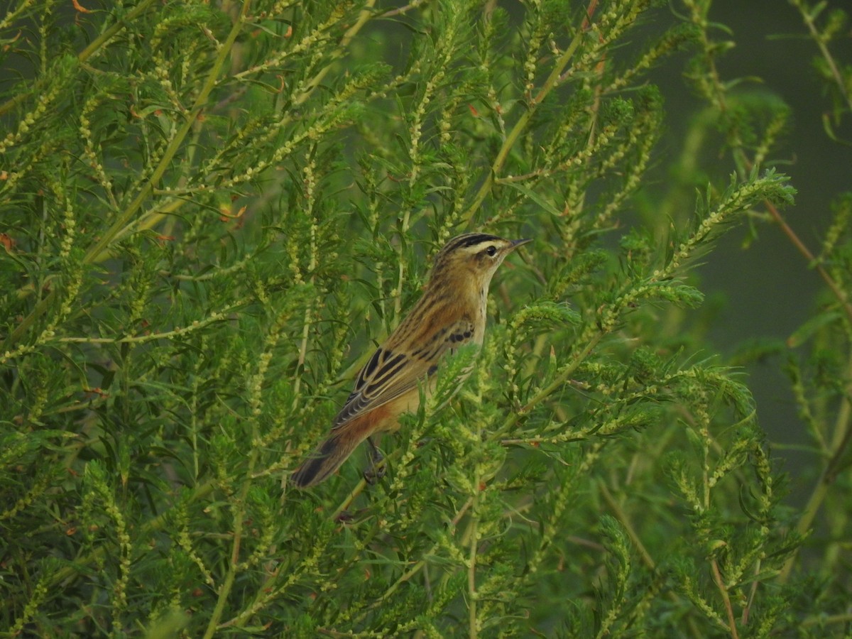 Sedge Warbler - ML256685291