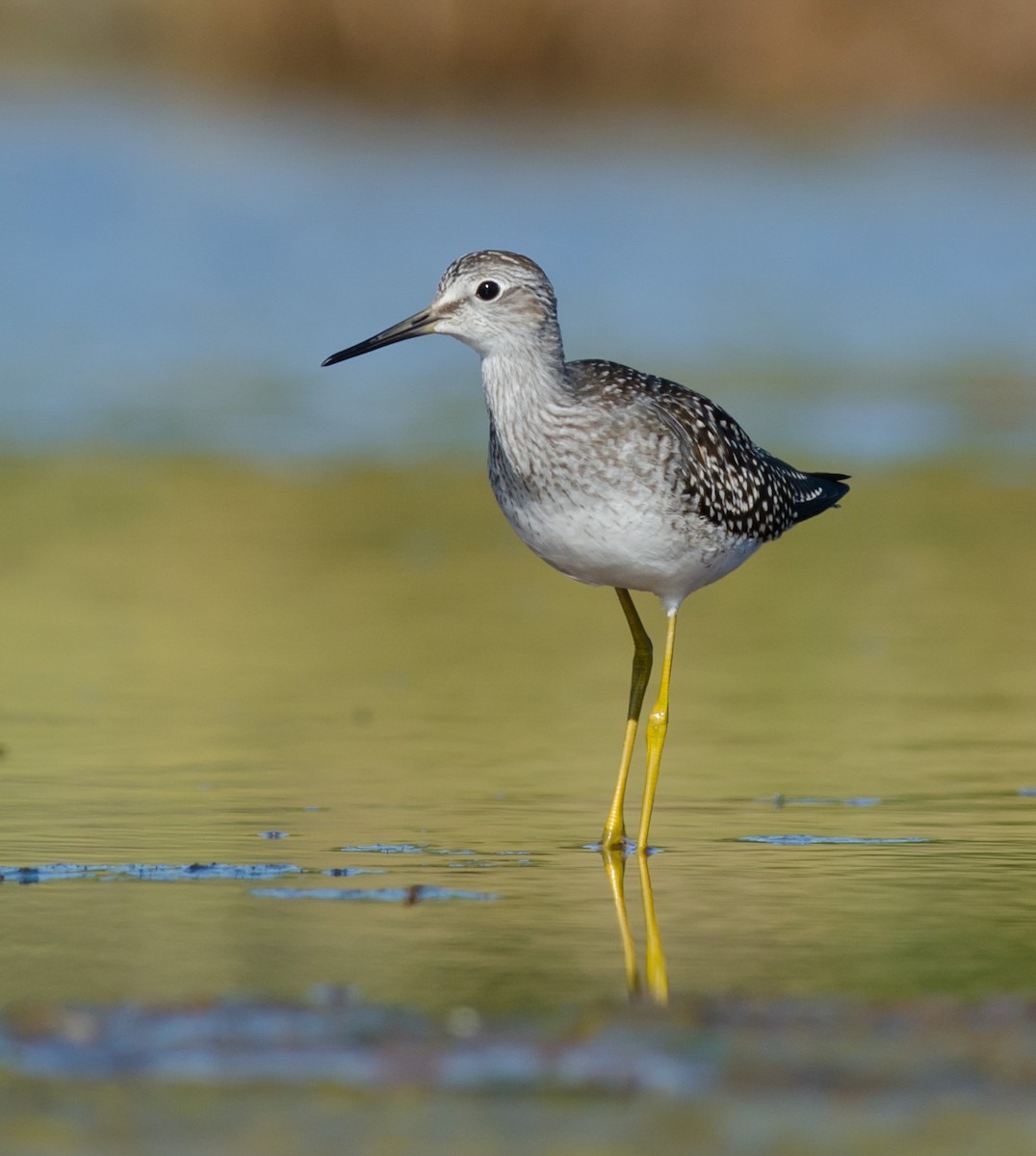 gulbeinsnipe - ML256686091
