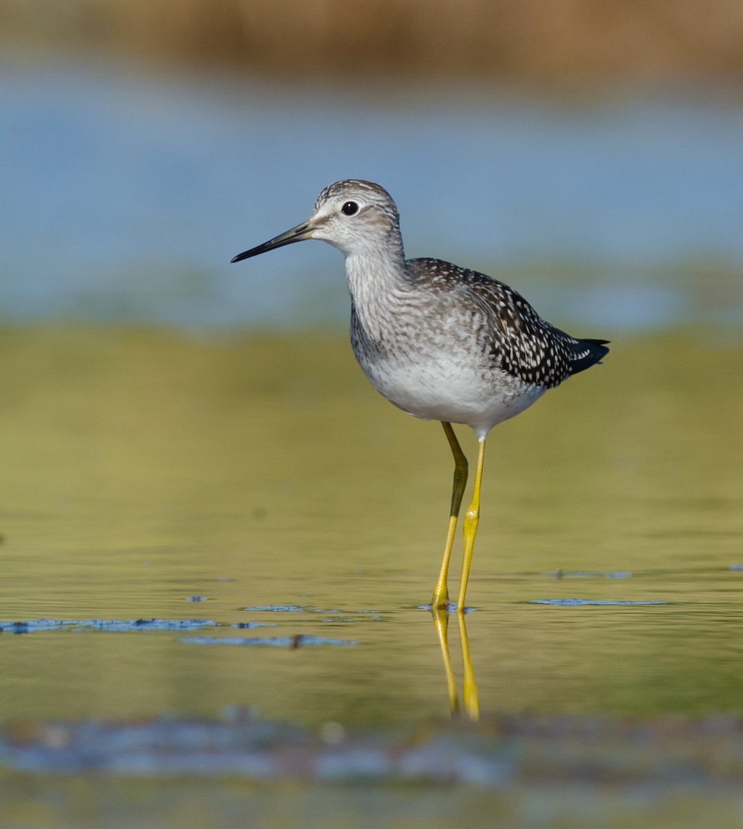 Lesser Yellowlegs - ML256686091