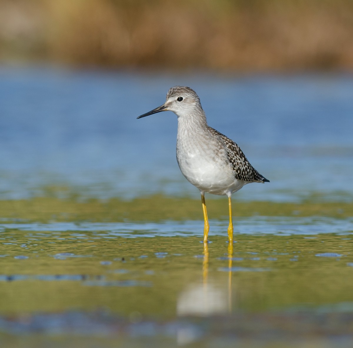 Lesser Yellowlegs - ML256686101