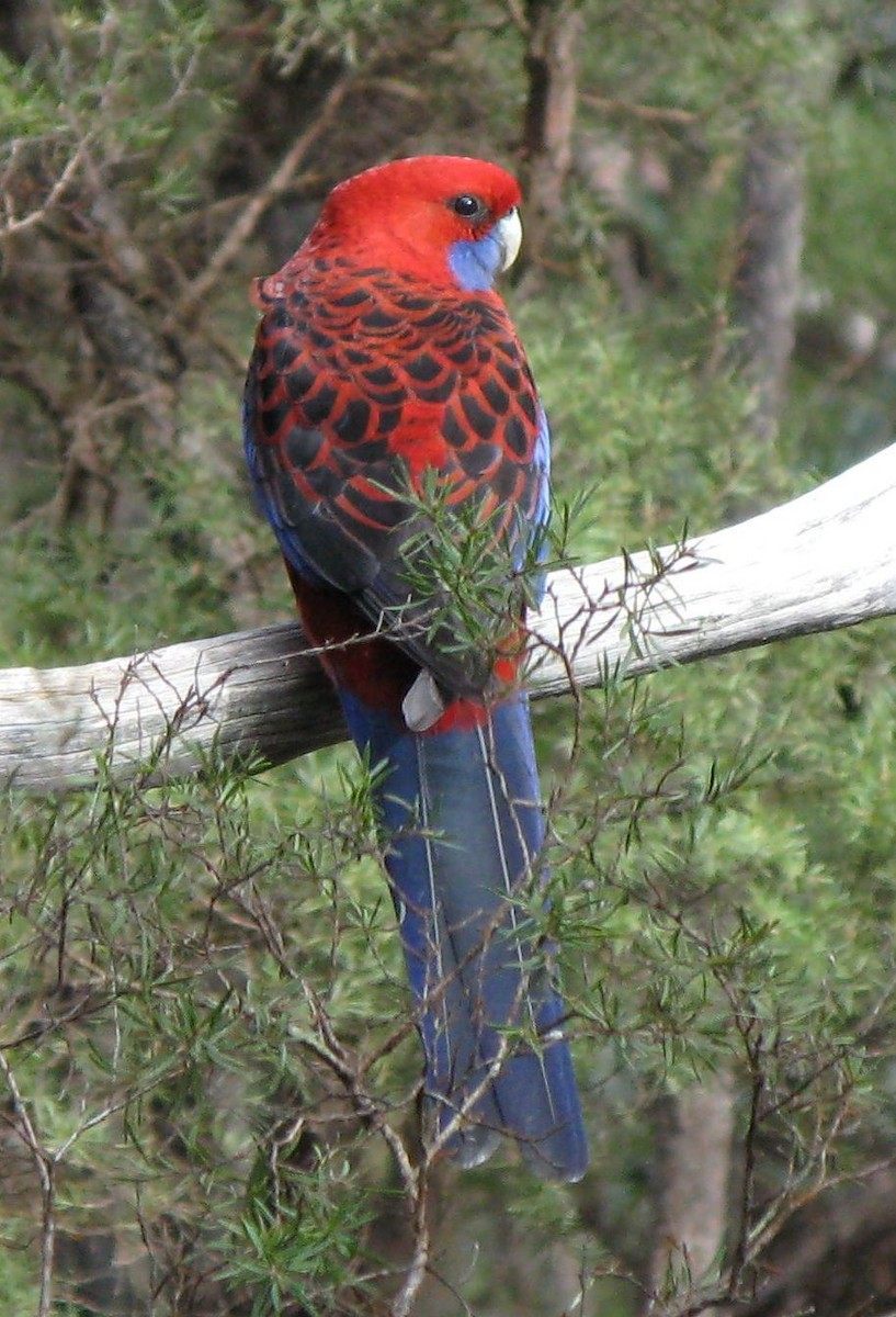 Crimson Rosella - Jacques Brisson