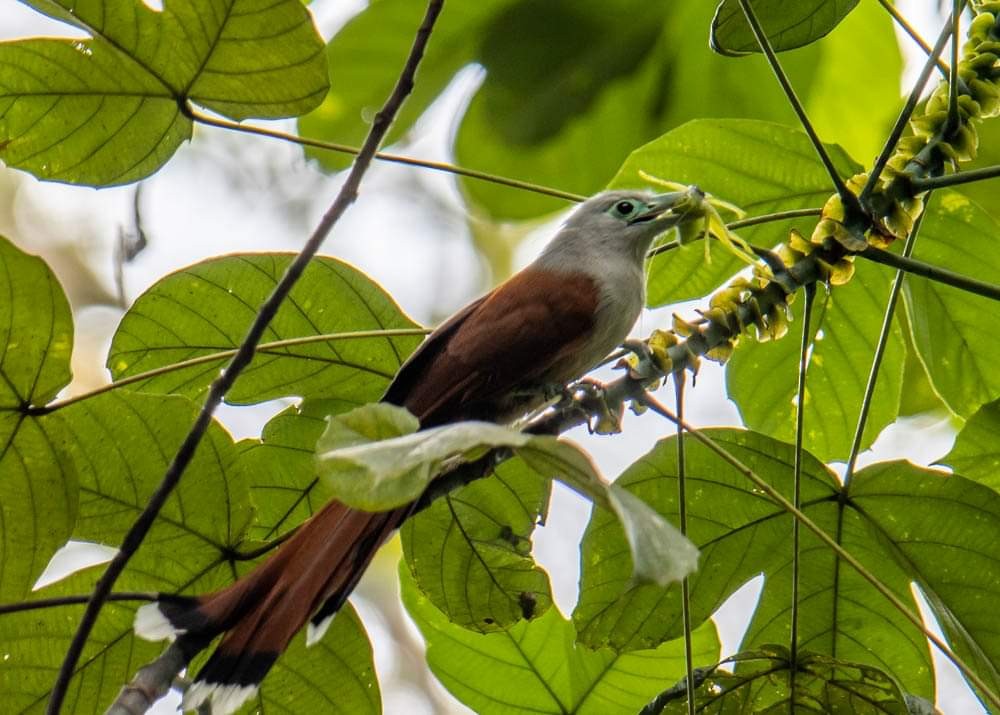 Raffles's Malkoha - ML256688831