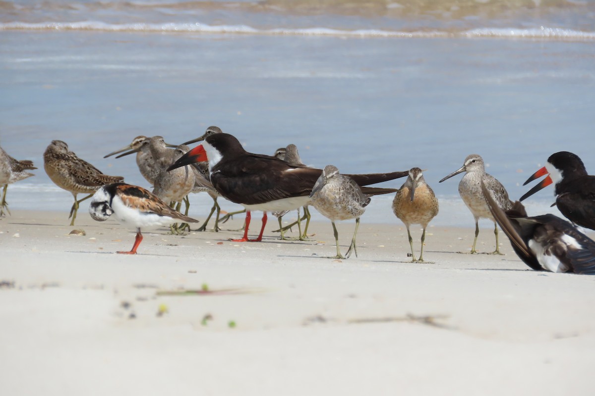 Short-billed Dowitcher - ML256689151