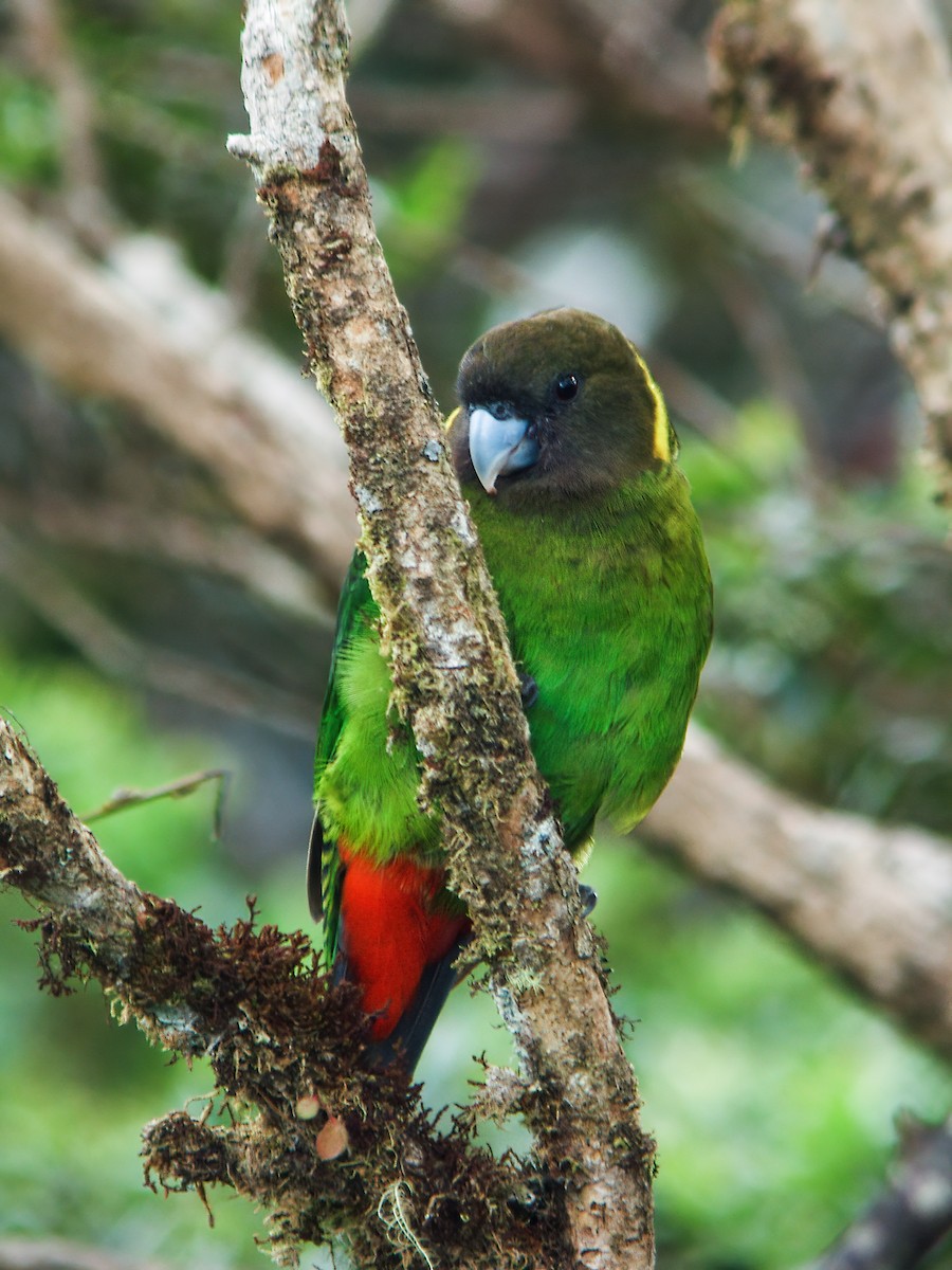 Brehm's Tiger-Parrot - ML256689231