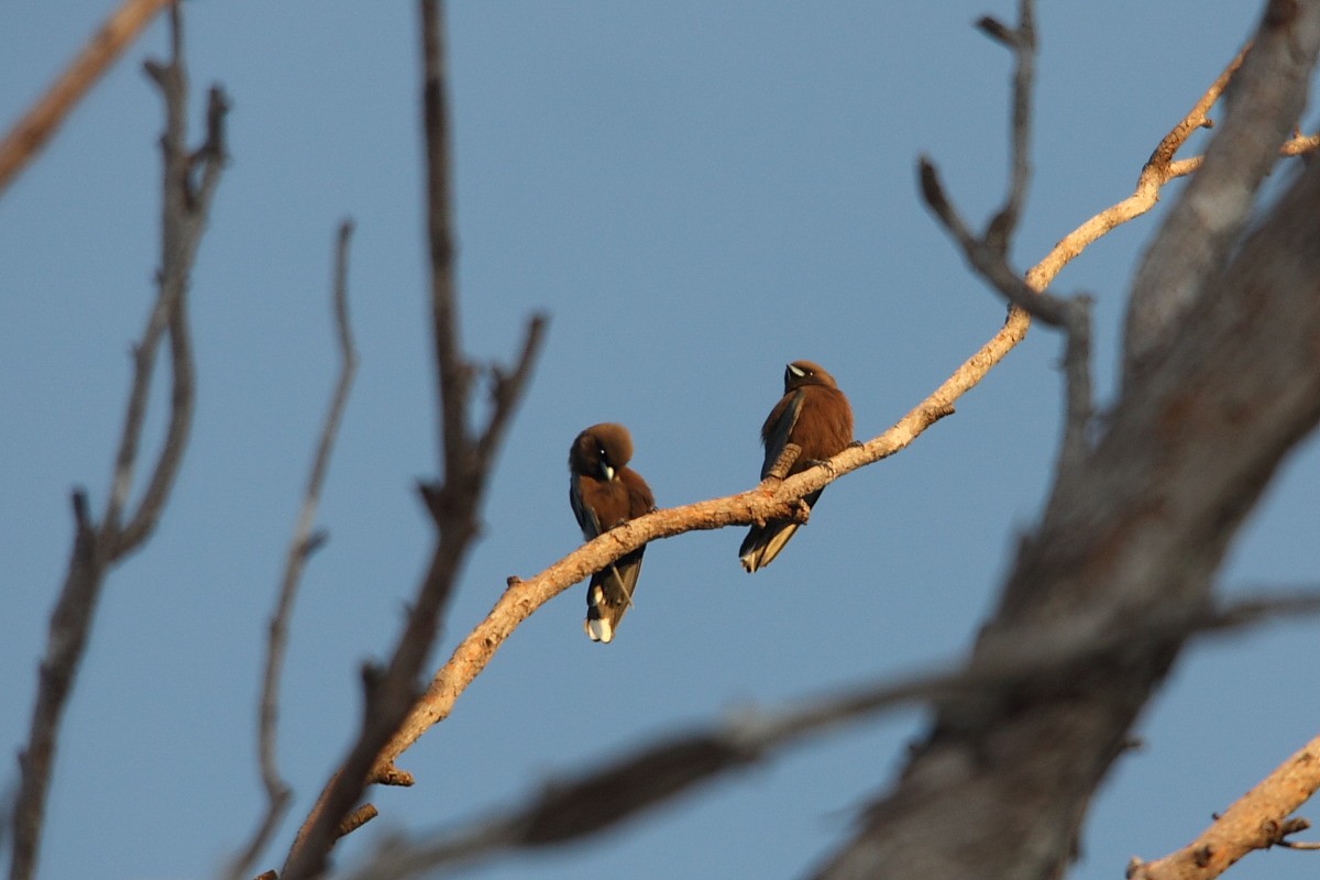 Little Woodswallow - ML256690701