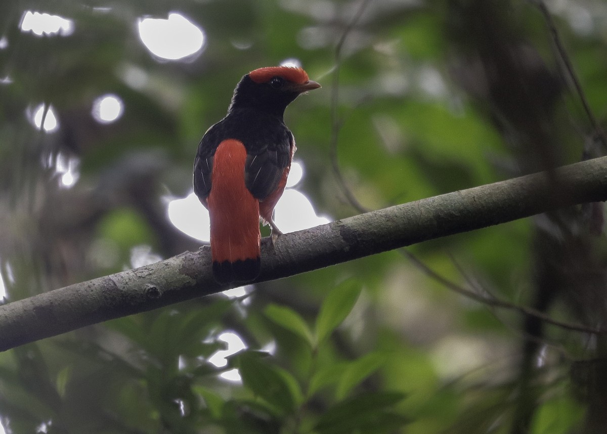 Black-necked Red-Cotinga - Klaus Maceda