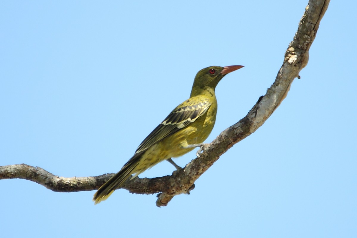 Green Oriole - ML256690971