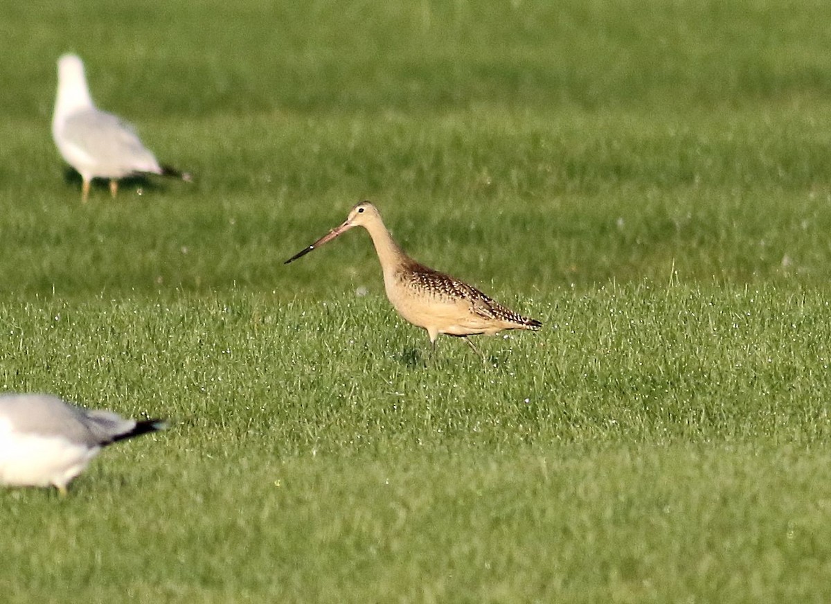 Marbled Godwit - ML256691211