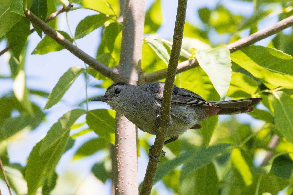 Gray Catbird - ML256692691