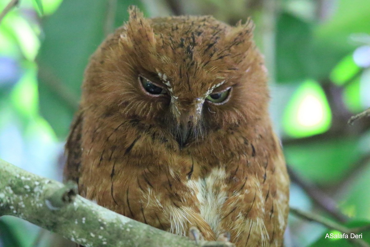 Madagascar Scops-Owl (Rainforest) - Fanis Theofanopoulos (ASalafa Deri)