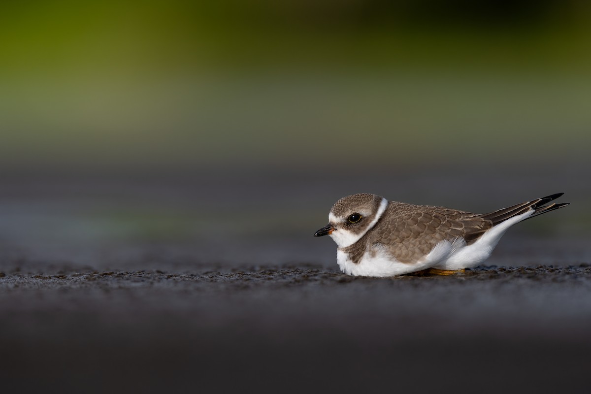 Semipalmated Plover - Kyle Tansley