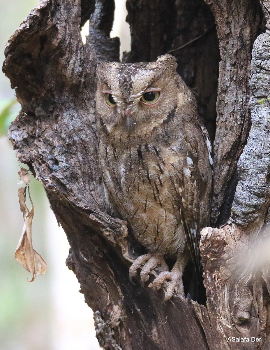 Madagascar Scops-Owl (Torotoroka) - Fanis Theofanopoulos (ASalafa Deri)