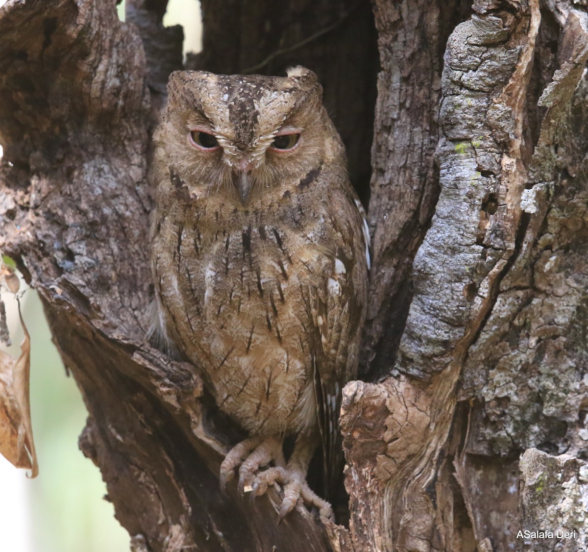 Madagascar Scops-Owl (Torotoroka) - Fanis Theofanopoulos (ASalafa Deri)