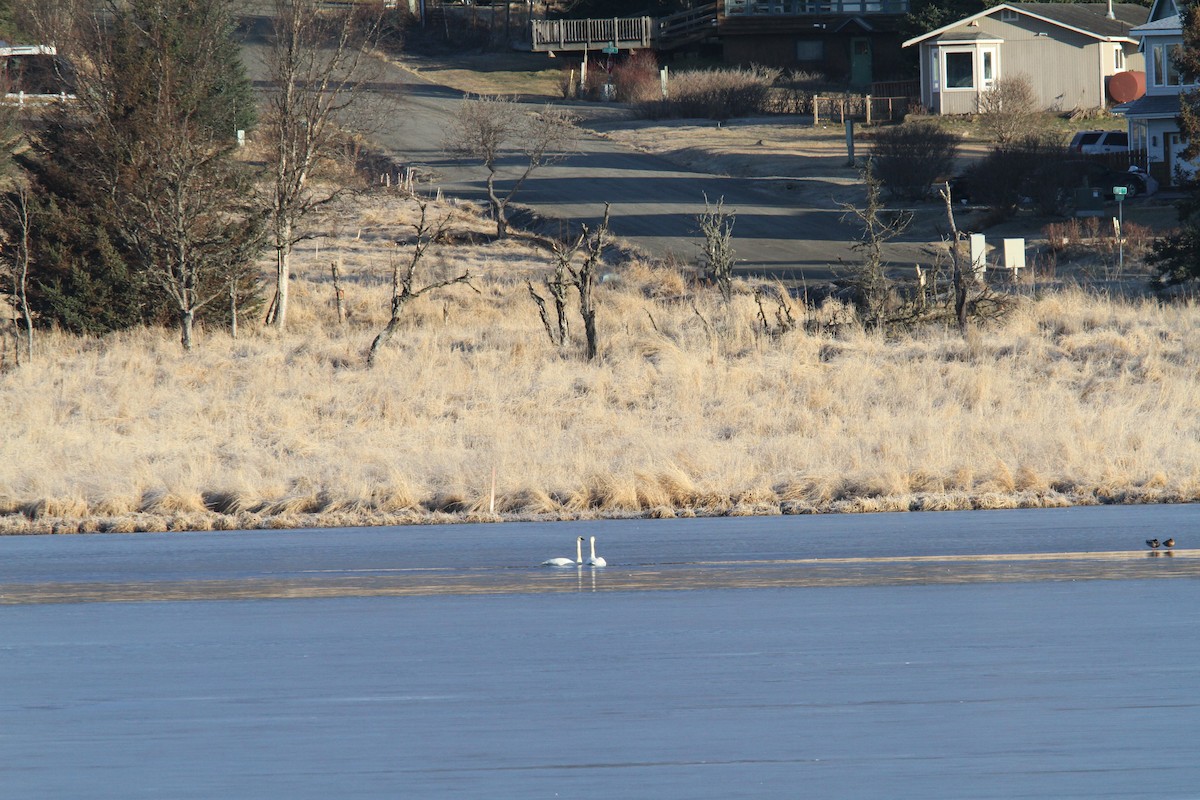 Trumpeter Swan - ML25669661