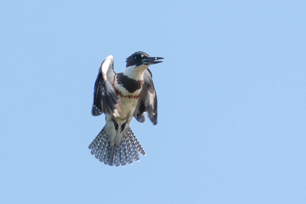 Belted Kingfisher - Peggy Rudman