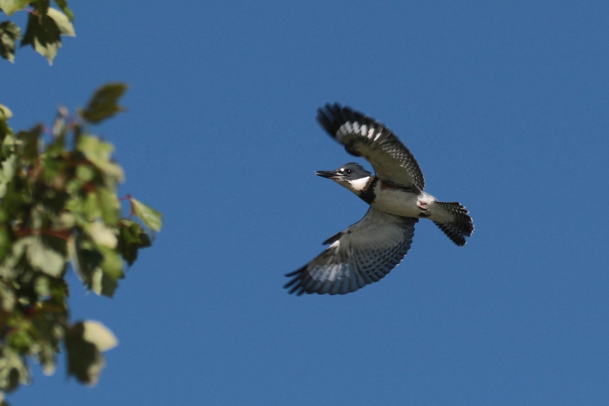 Belted Kingfisher - Peggy Rudman