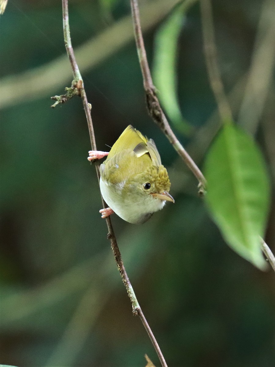 White-bellied Erpornis - Ng SH