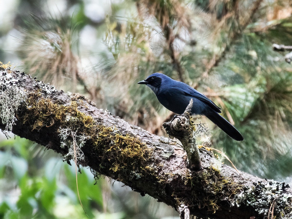 Dwarf Jay - ML256697361