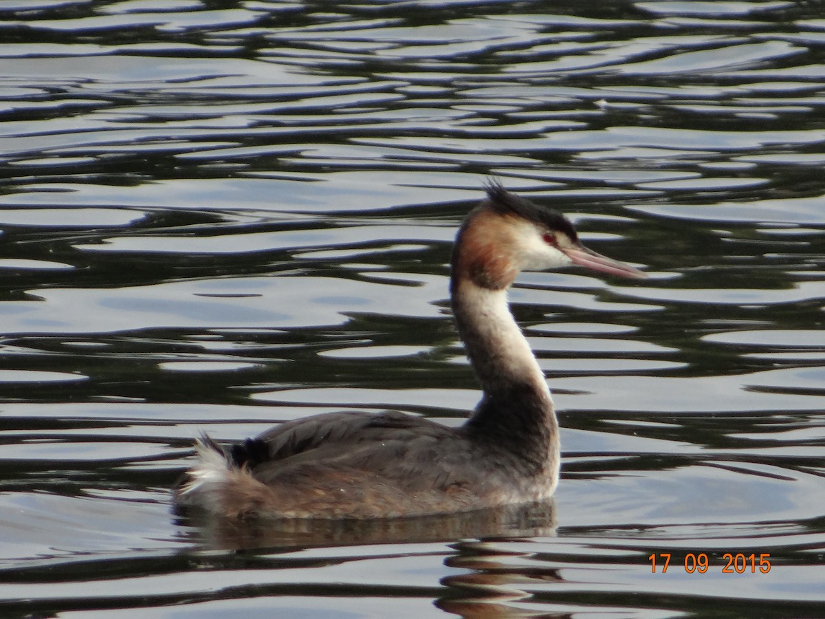 Great Crested Grebe - ML256697811