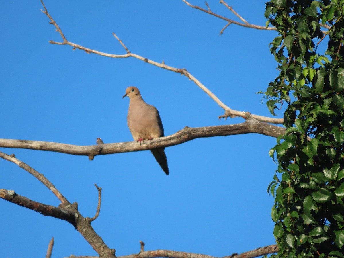 Mourning Dove - ML256698541