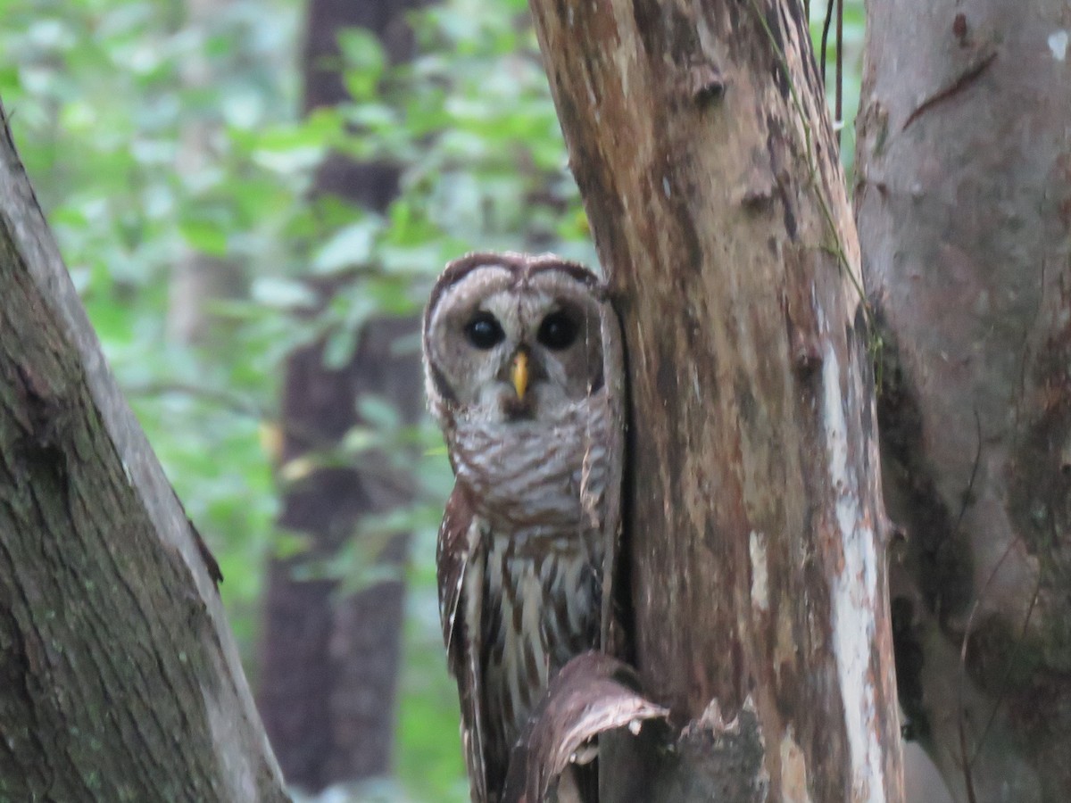 Barred Owl - ML256698871