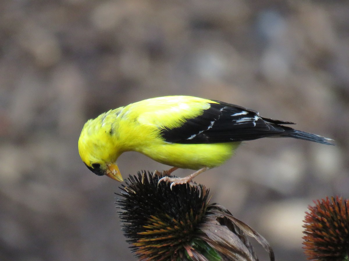 American Goldfinch - ML256698891